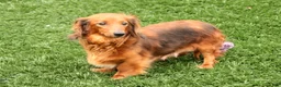 Miniature Dachshund dogs for sale: Tony - Ad 4