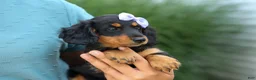 Miniature Dachshund dogs for sale: Sage 🐶 - Ad 4