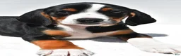 Beagle dogs for sale: Rhoda - Ad 4