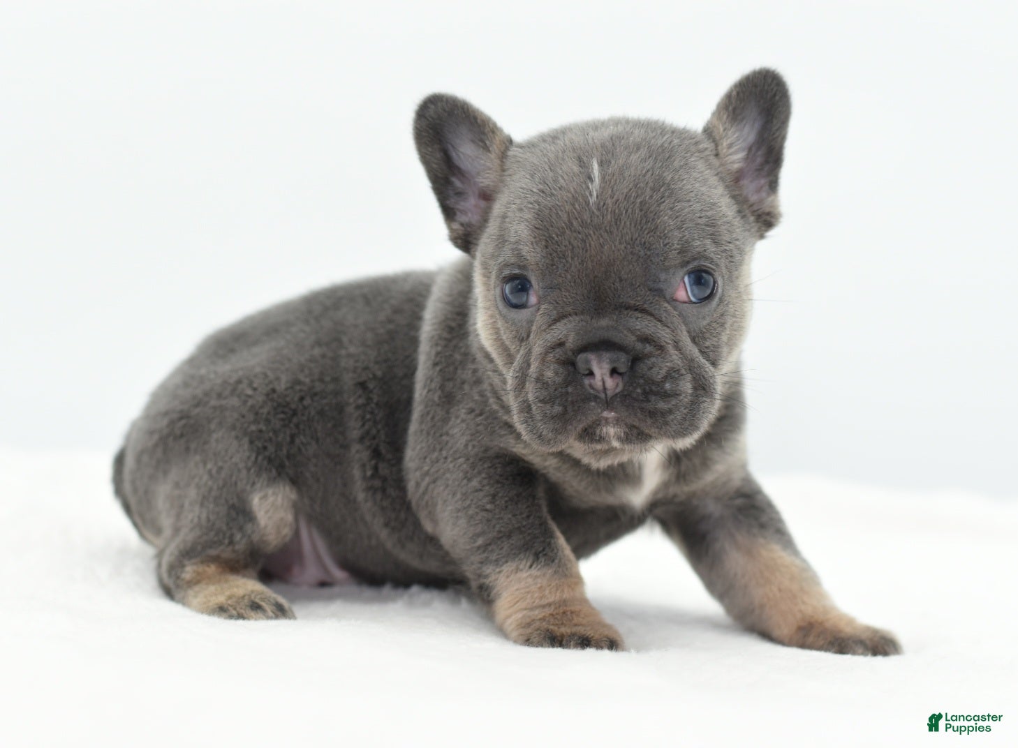 Mixed Breed dogs Queen lilac tricolor  - Ad 13