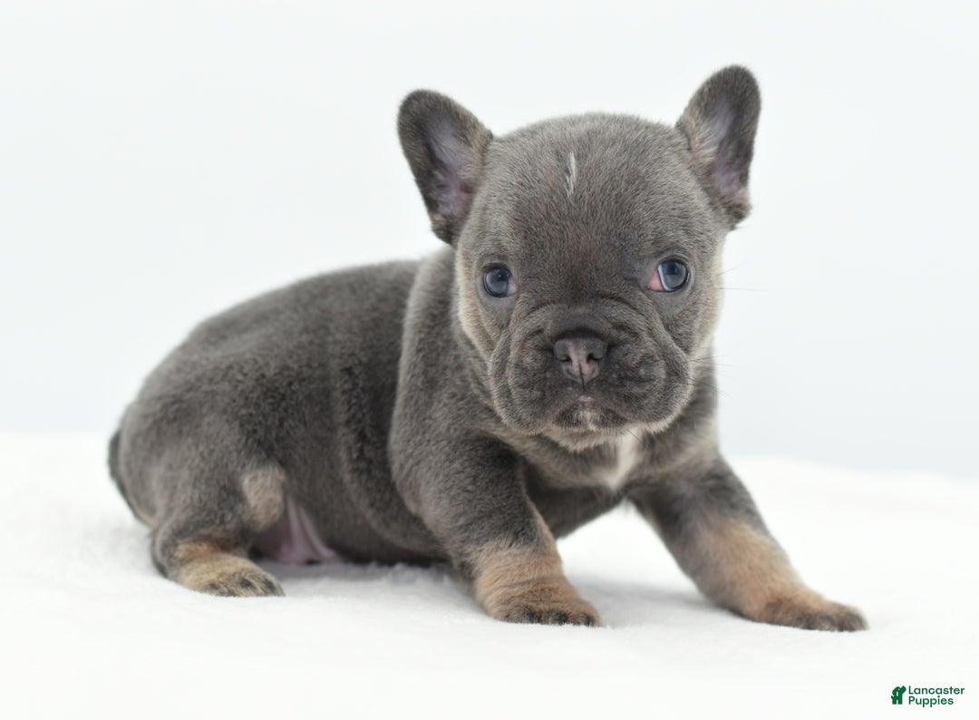 Mixed Breed dogs for sale: Queen lilac tricolor  - Ad 1