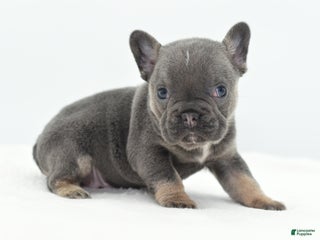 Mixed Breed dogs Queen lilac tricolor - Ad 18