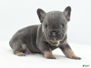 Mixed Breed dogs Queen lilac tricolor - Ad 9