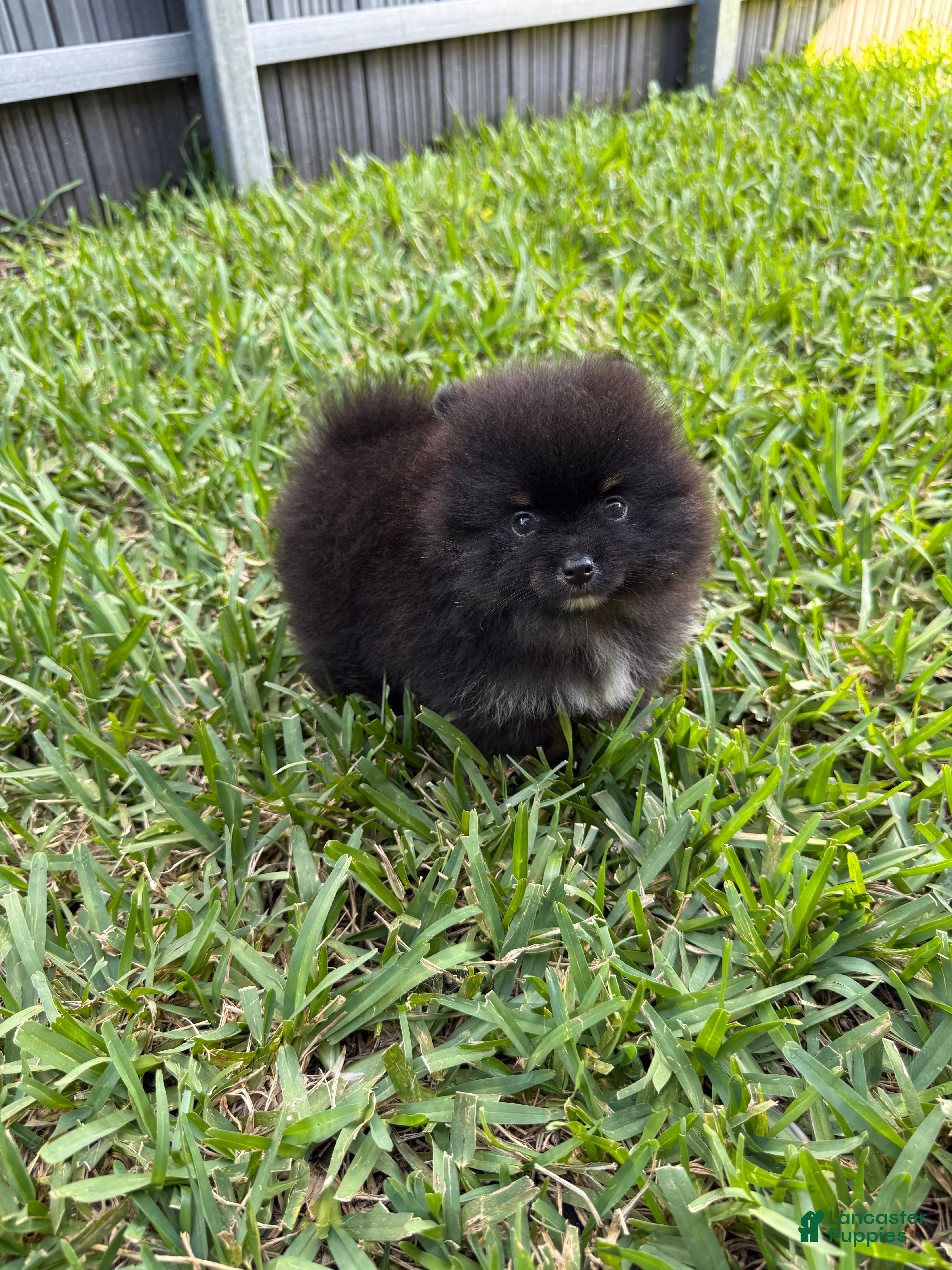 Pomeranian dogs Pomeranian Puppy 2 - Ad 13