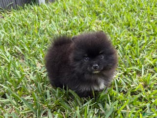 Pomeranian dogs Pomeranian Puppy 2 - Ad 13