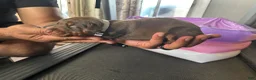 Doberman Pinscher dogs for sale: Gray Collar - Ad 2