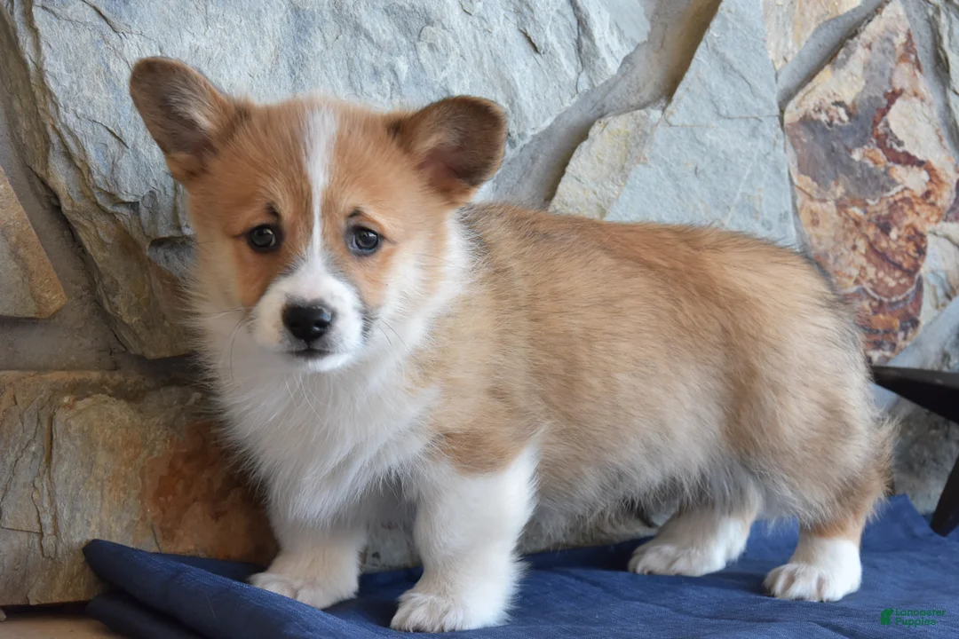 Welsh Corgi Pembroke dogs for sale: Swagger - Ad 1