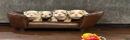 English Bulldog dogs for sale: English Bulldog 4 - Ad 7