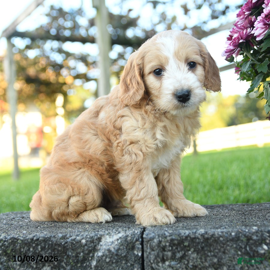 Mini Goldendoodle dogs for sale: Aldric - Ad 4
