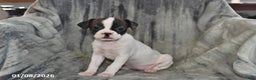 Mixed Breed dogs for sale: Chloe - Ad 2