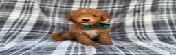 Mini Aussiedoodle dogs for sale: Ozzy - Ad 5