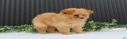 Pomeranian dogs for sale: Rusty 🐾 - Ad 10