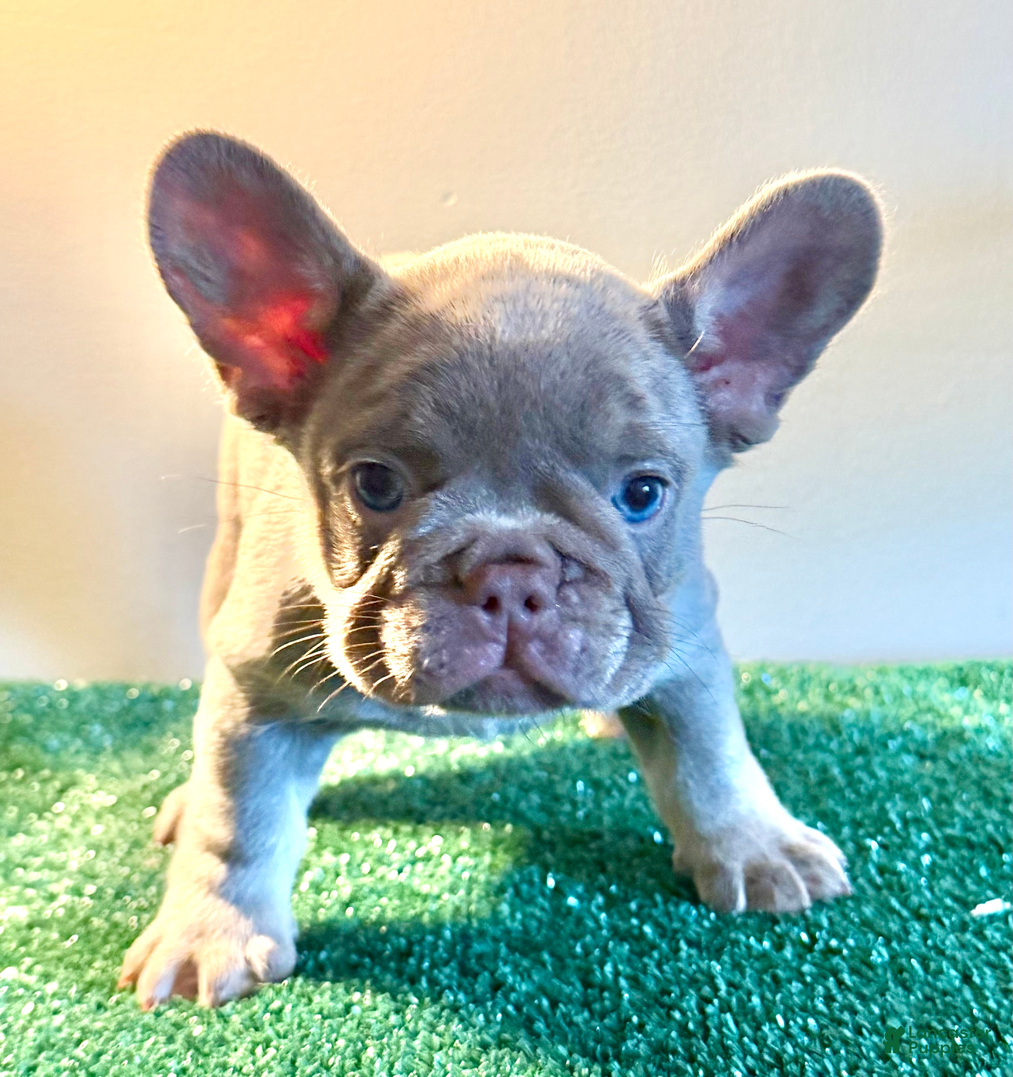 French Bulldog dogs French Bulldog 3 - Ad 1