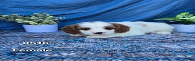 Cavapoo Puppy 5