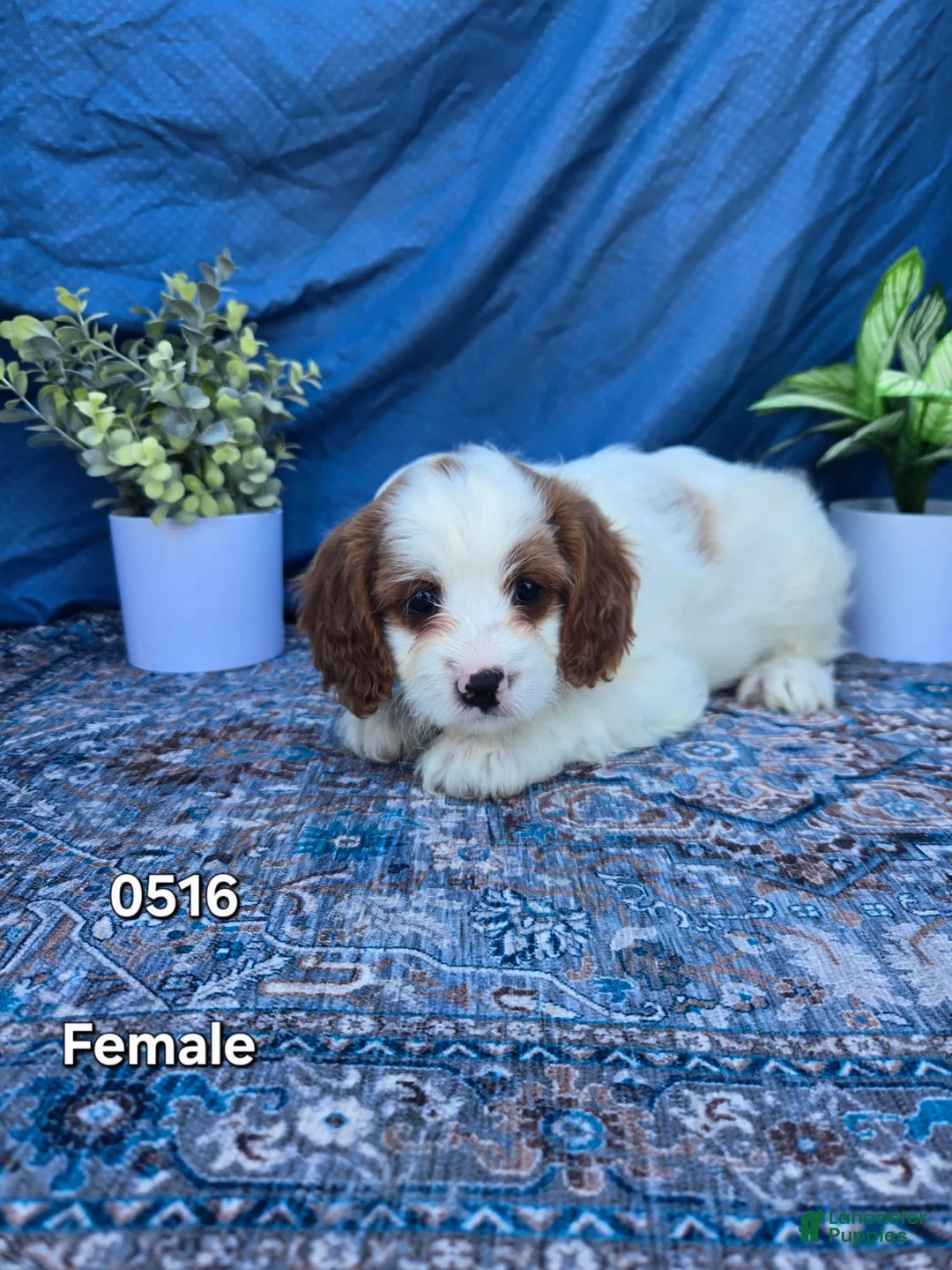 Cavapoo dogs for sale: Cavapoo Puppy 5 - Ad 1