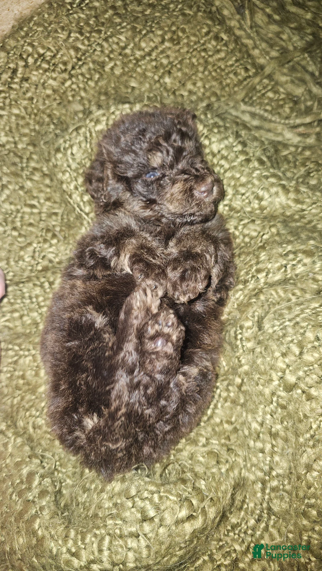 Goldendoodle dogs for sale: Buster Goldendoodle Puppy 4 - Ad 2