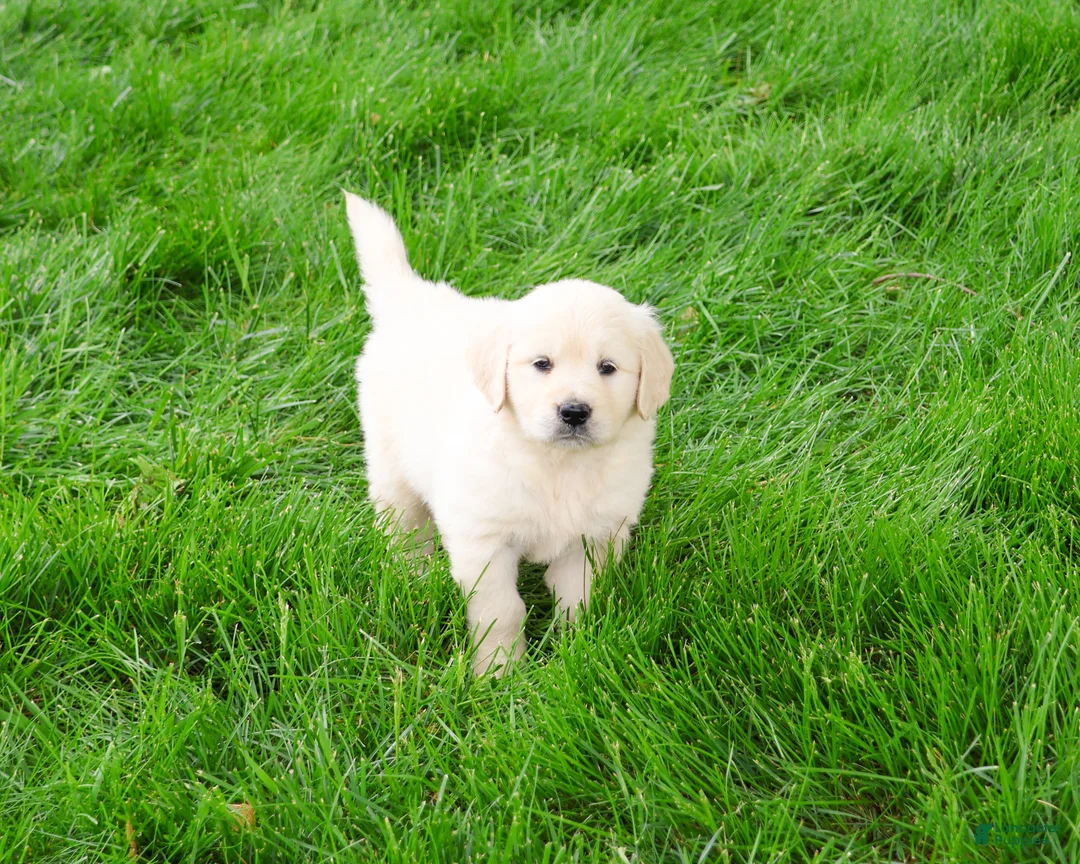 Golden Retriever dogs for sale: Cecily - Ad 2