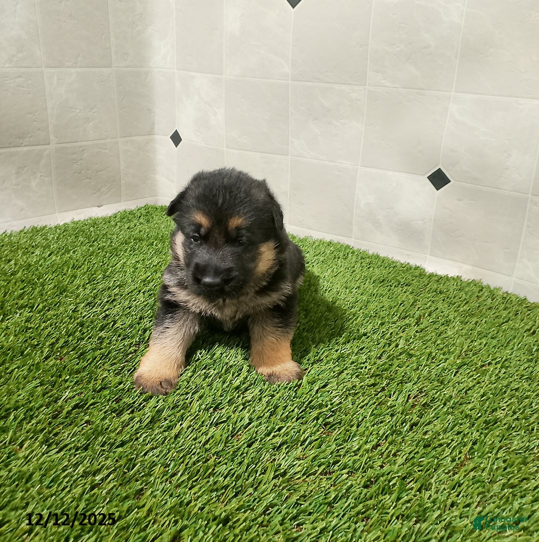 German Shepherd dogs for sale: Aspen - Ad 1
