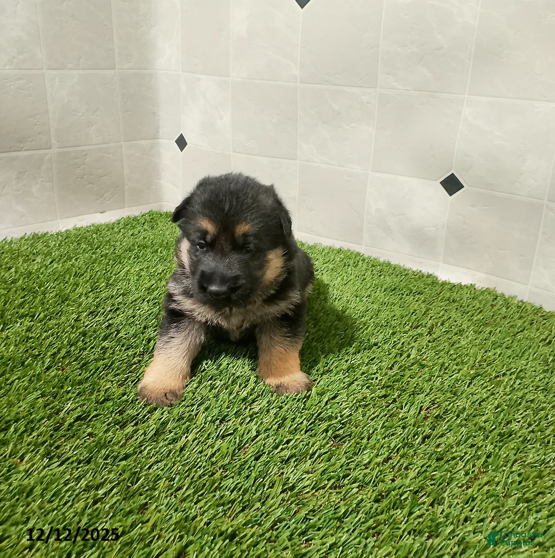 German Shepherd dogs for sale: Aspen - Ad 1