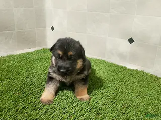 German Shepherd dogs Aspen - Ad 23