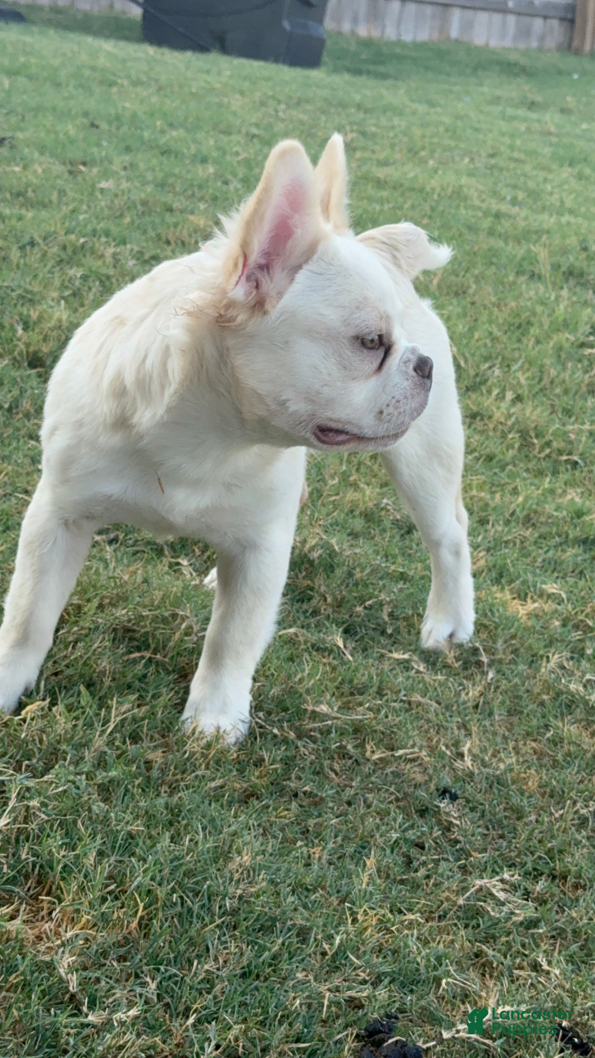 French Bulldog dogs Wham  - Ad 2