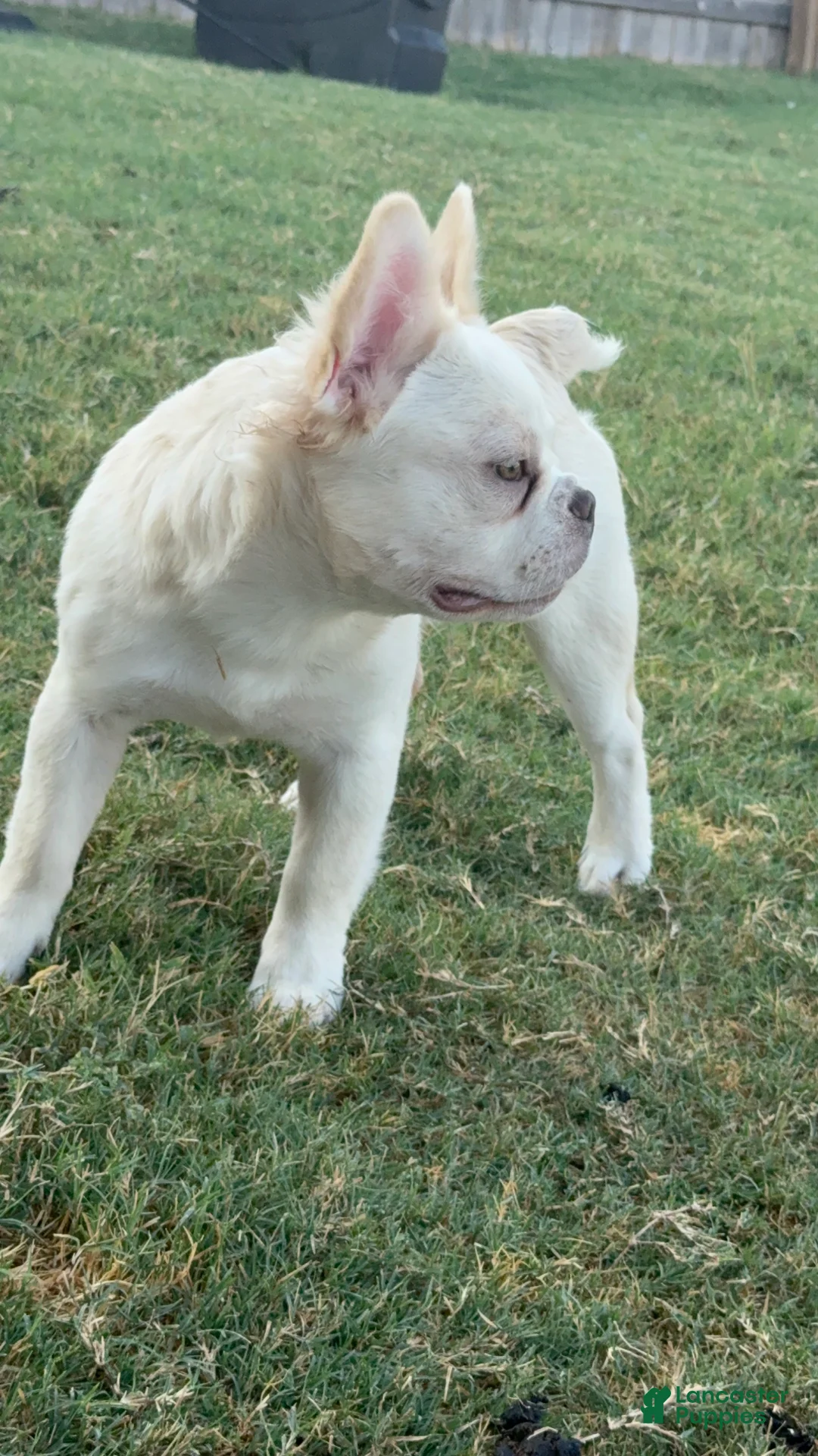 French Bulldog dogs for sale: Wham  - Ad 2