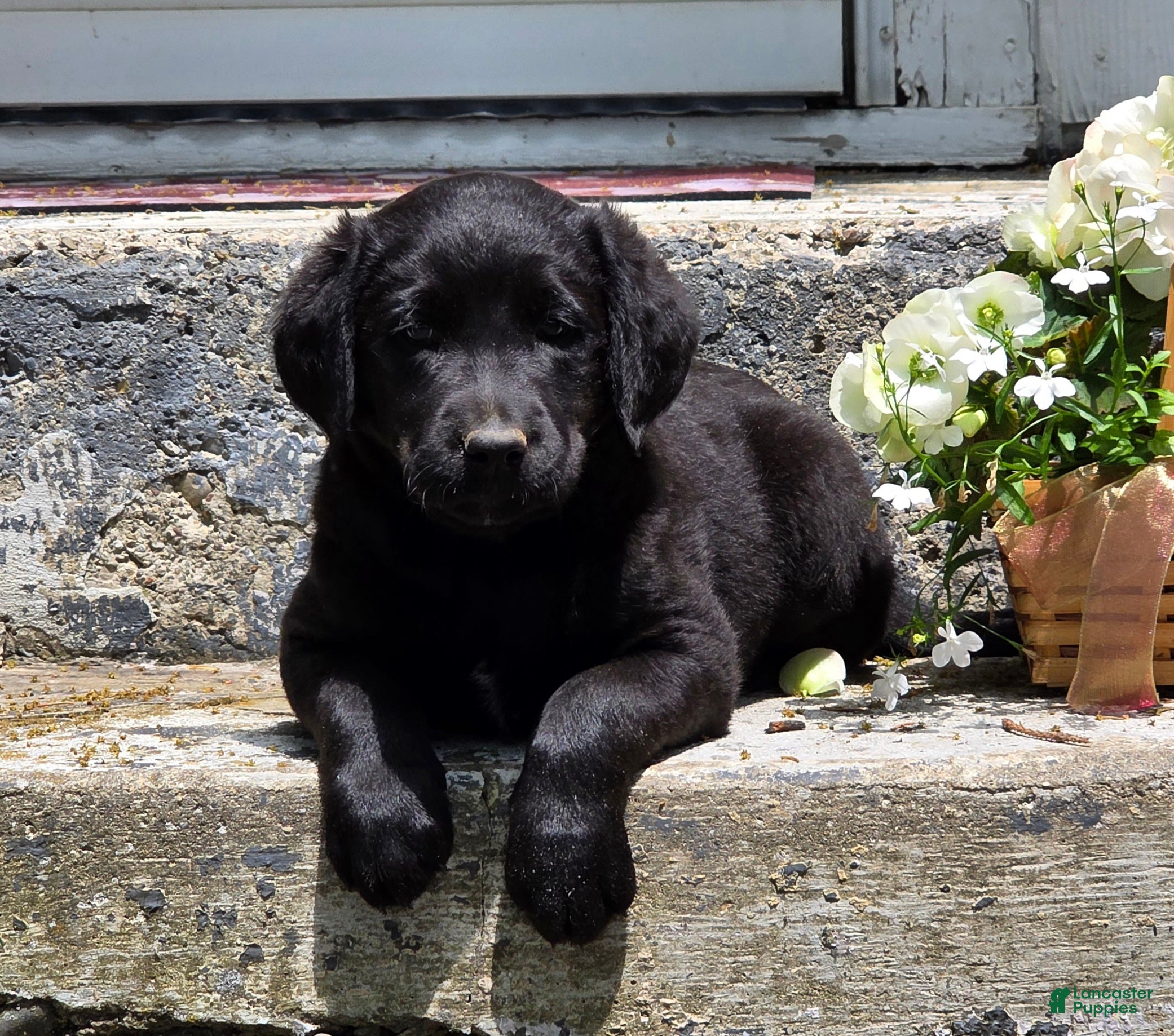 Labradoodle dogs Inky - Ad 1