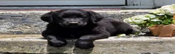 Labradoodle dogs for sale: Inky - Ad 1