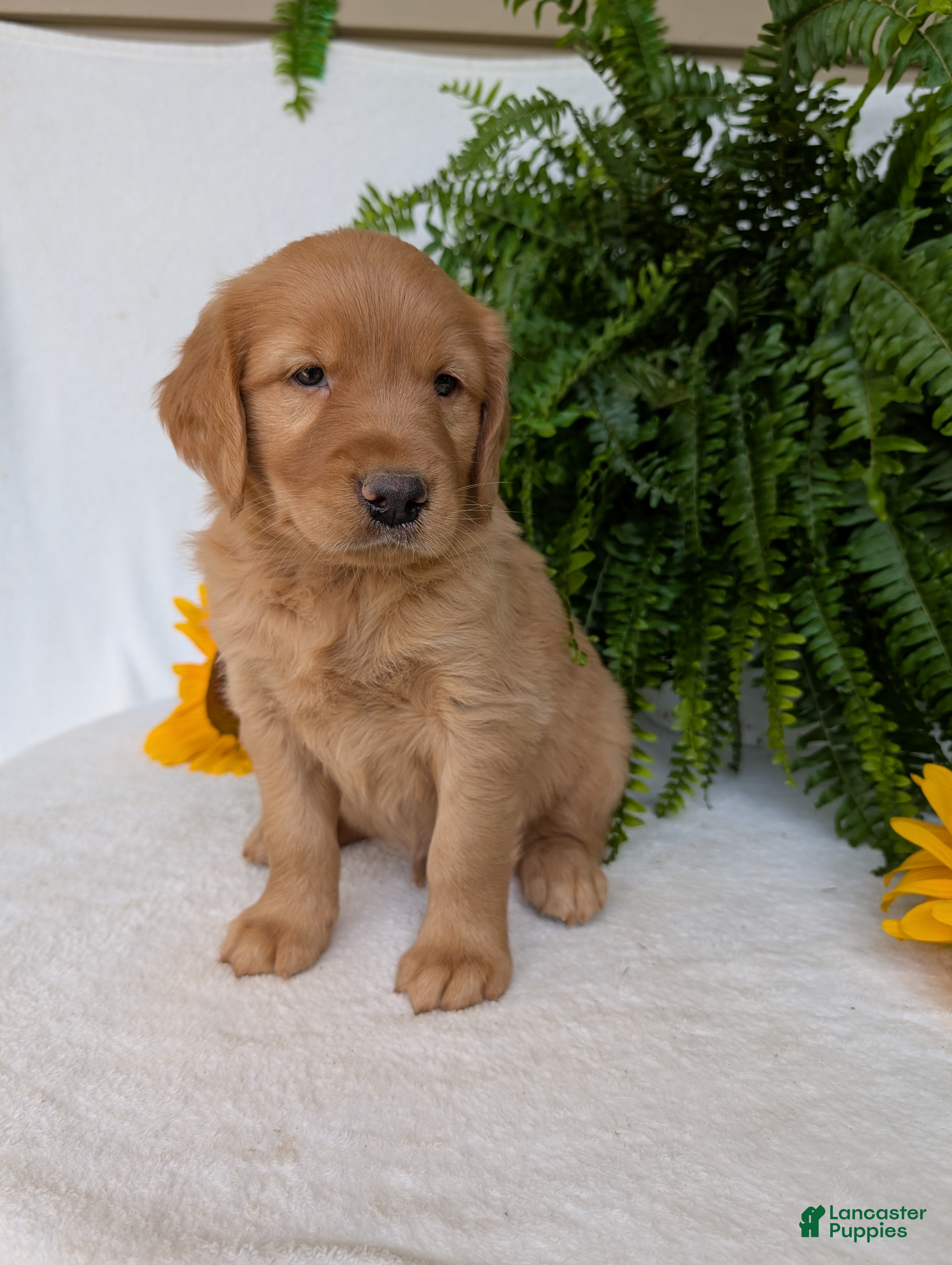 Golden Retriever dogs Commet - Ad 1