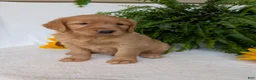 Golden Retriever dogs for sale: Commet - Ad 1