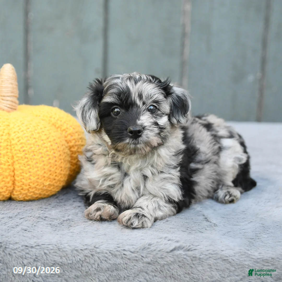 Pomapoo dogs for sale: Joy - Ad 3