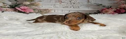 Miniature Dachshund dogs for sale: AKC-Charlotte - Ad 10