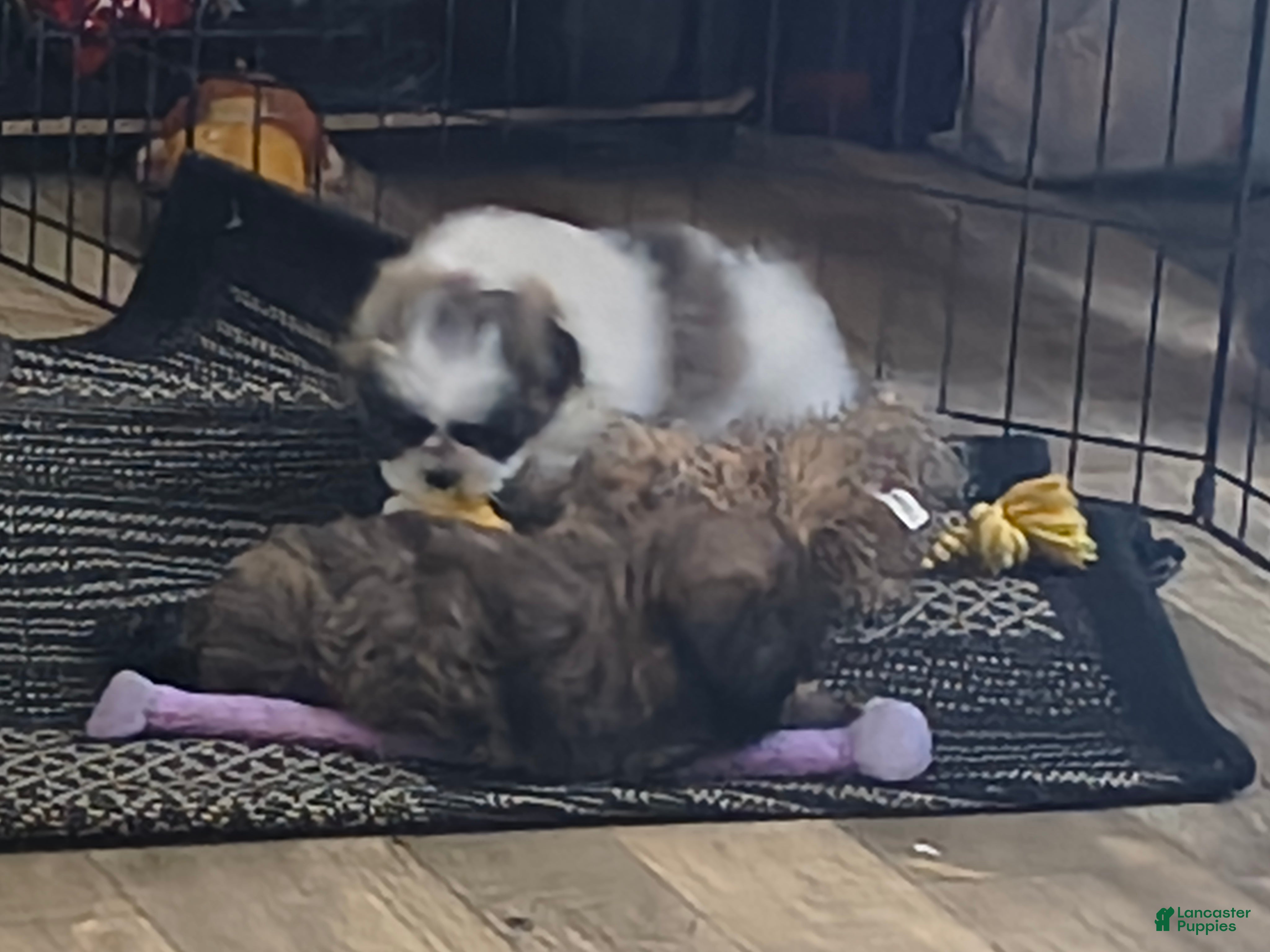 Shih Tzu dogs Shih Tzu Puppy 3 - Ad 2