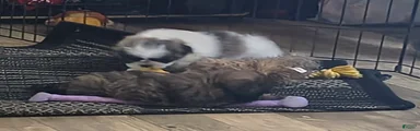 Shih Tzu Puppy 3