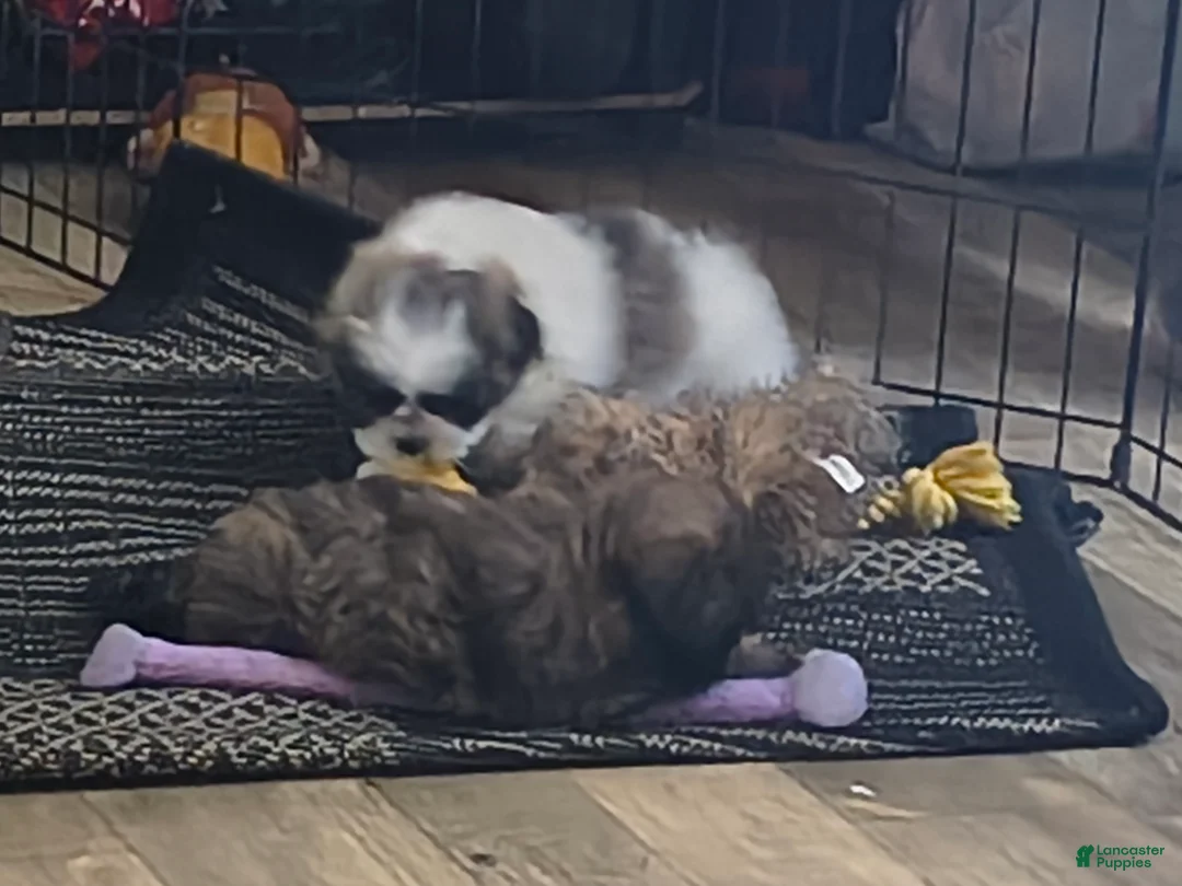 Shih Tzu dogs for sale: Shih Tzu Puppy 3 - Ad 1