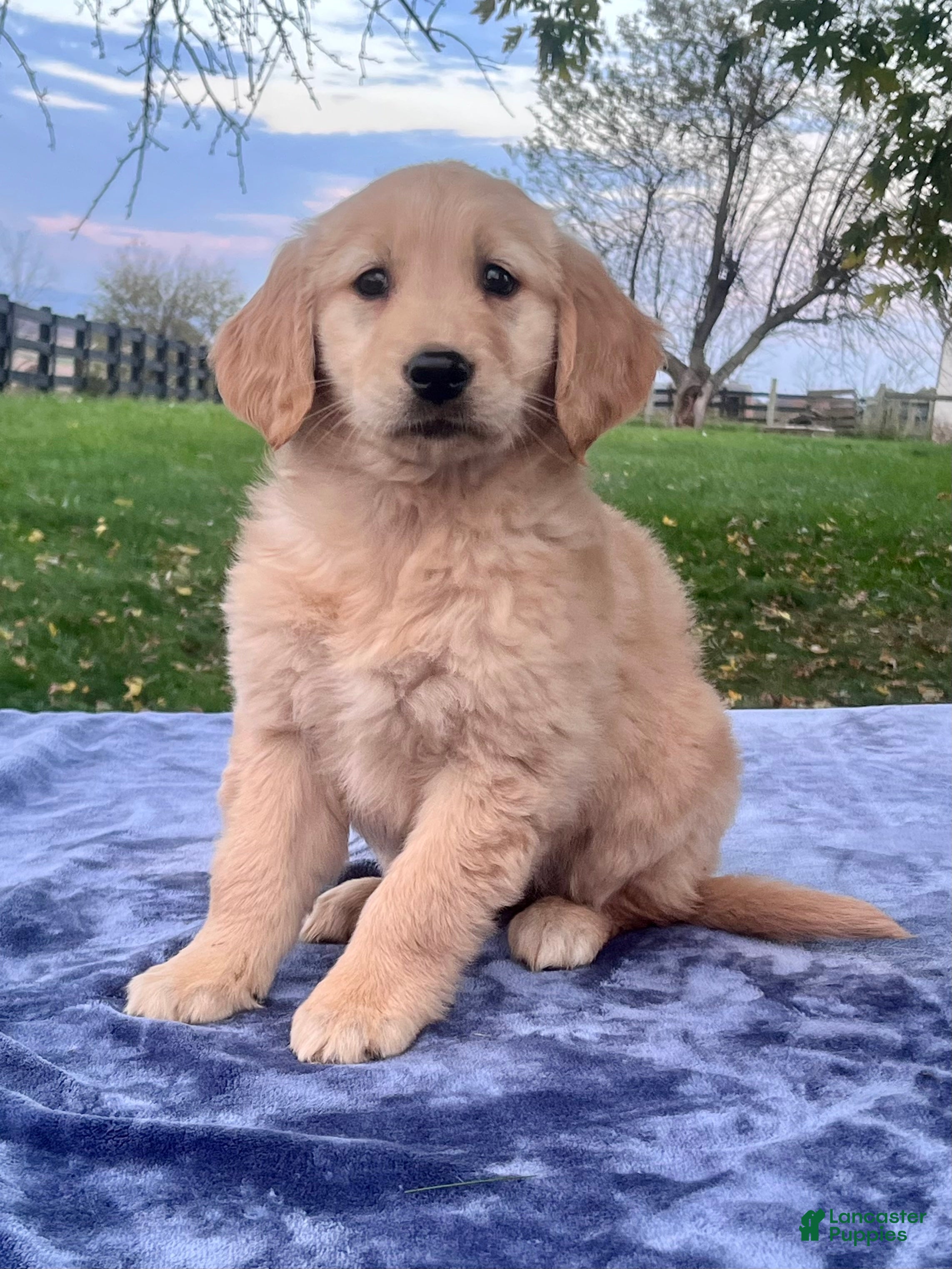 Golden Retriever dogs for sale: Mandy - Ad 2