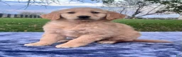 Golden Retriever dogs for sale: Mandy - Ad 2