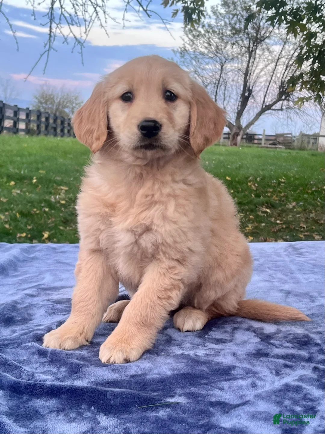 Golden Retriever dogs for sale: Mandy - Ad 2