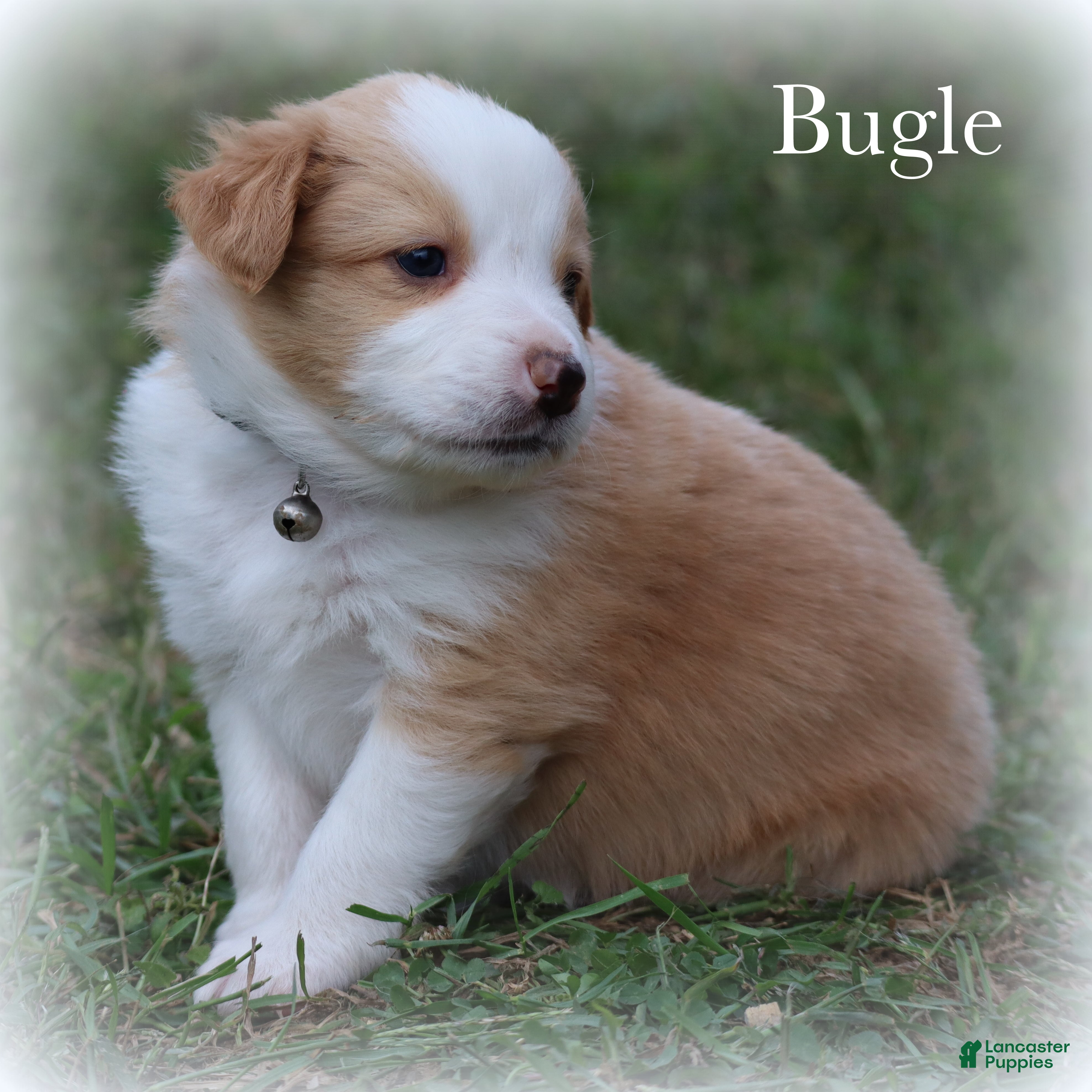 Miniature Australian Shepherd dogs Bugle - Ad 2