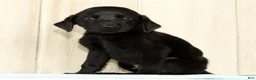 Labrador Retriever dogs for sale: Bently - Ad 3