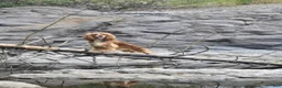 Cocker Spaniel dogs for sale: Frye - Ad 3
