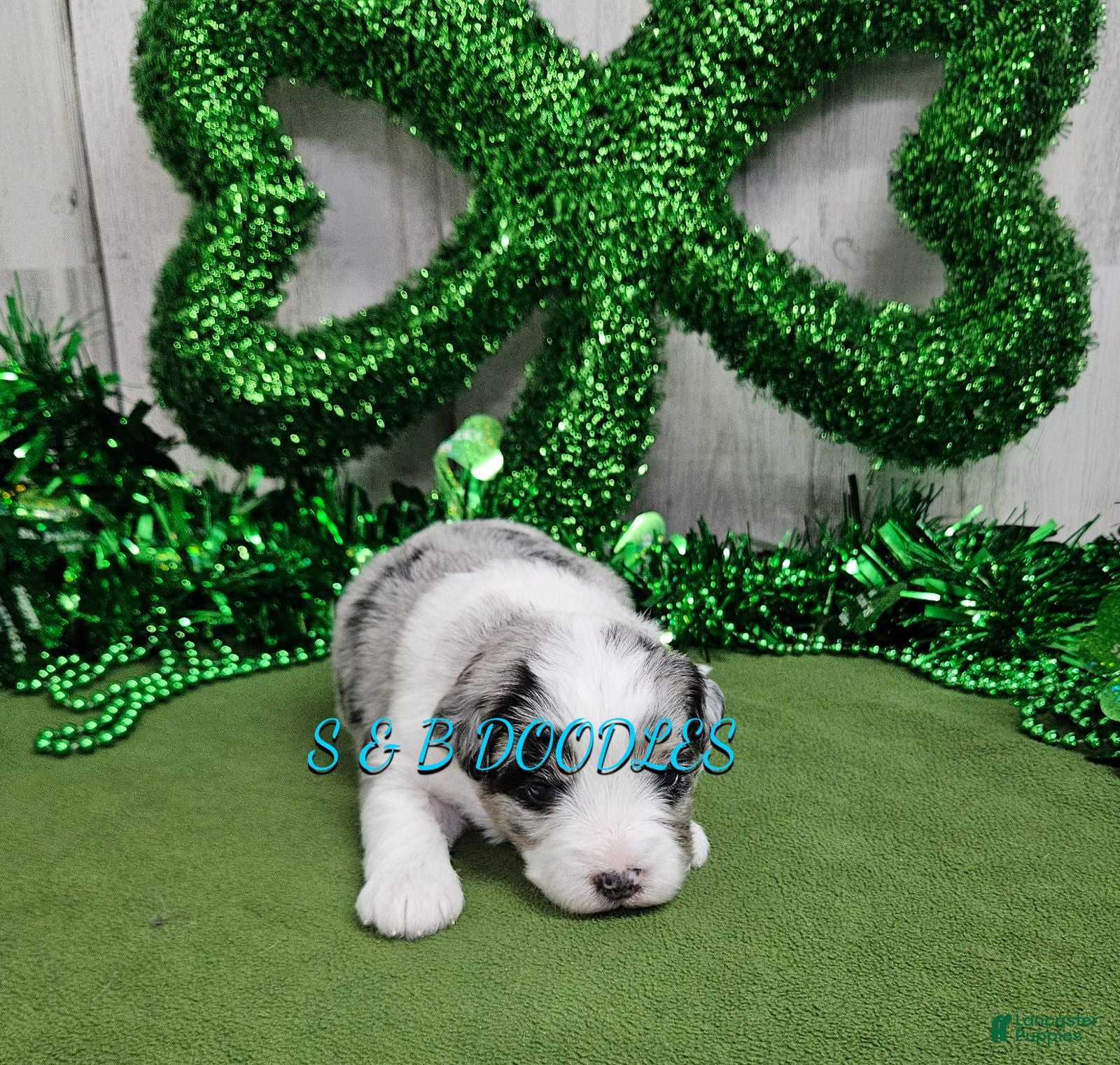 Mini Bernedoodle dogs F1b Carrie - Ad 20