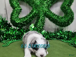 Mini Bernedoodle dogs F1b Carrie - Ad 20