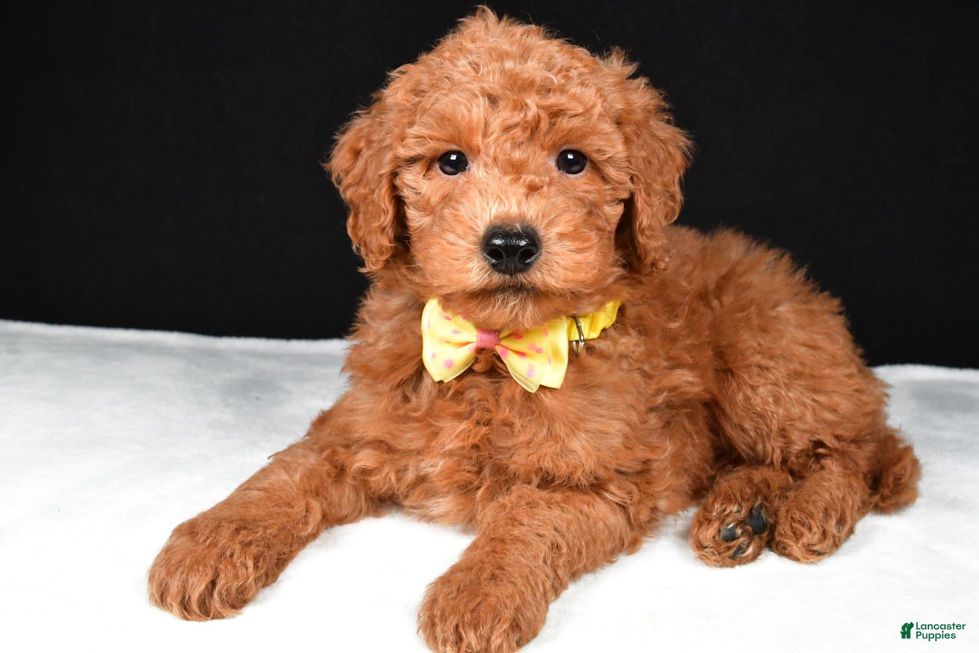 Mini Goldendoodle dogs Sammy F1B - Ad 1