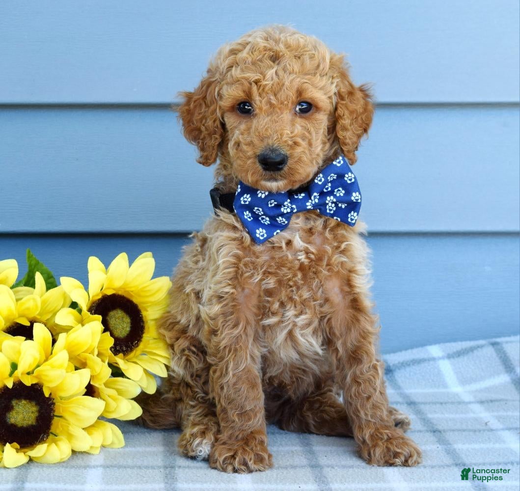 Goldendoodle dogs Hank - Ad 2
