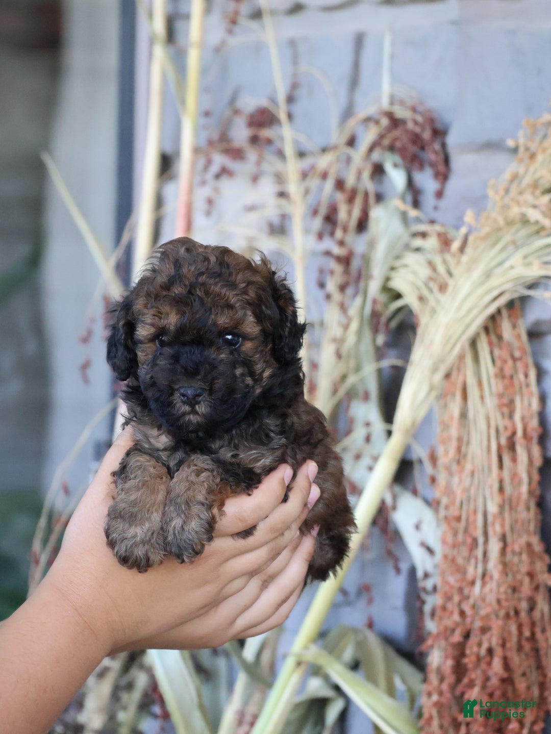Toy Poodle dogs for sale: Theodore - Ad 3