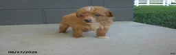 Yorkiepoo dogs for sale: Gene - Ad 7