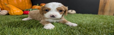 Cavapoo Puppy 4