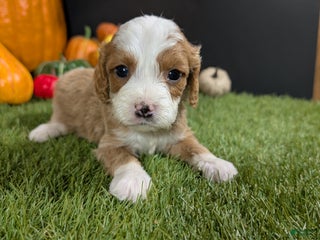 Cavapoo dogs Cavapoo Puppy 4 - Ad 24