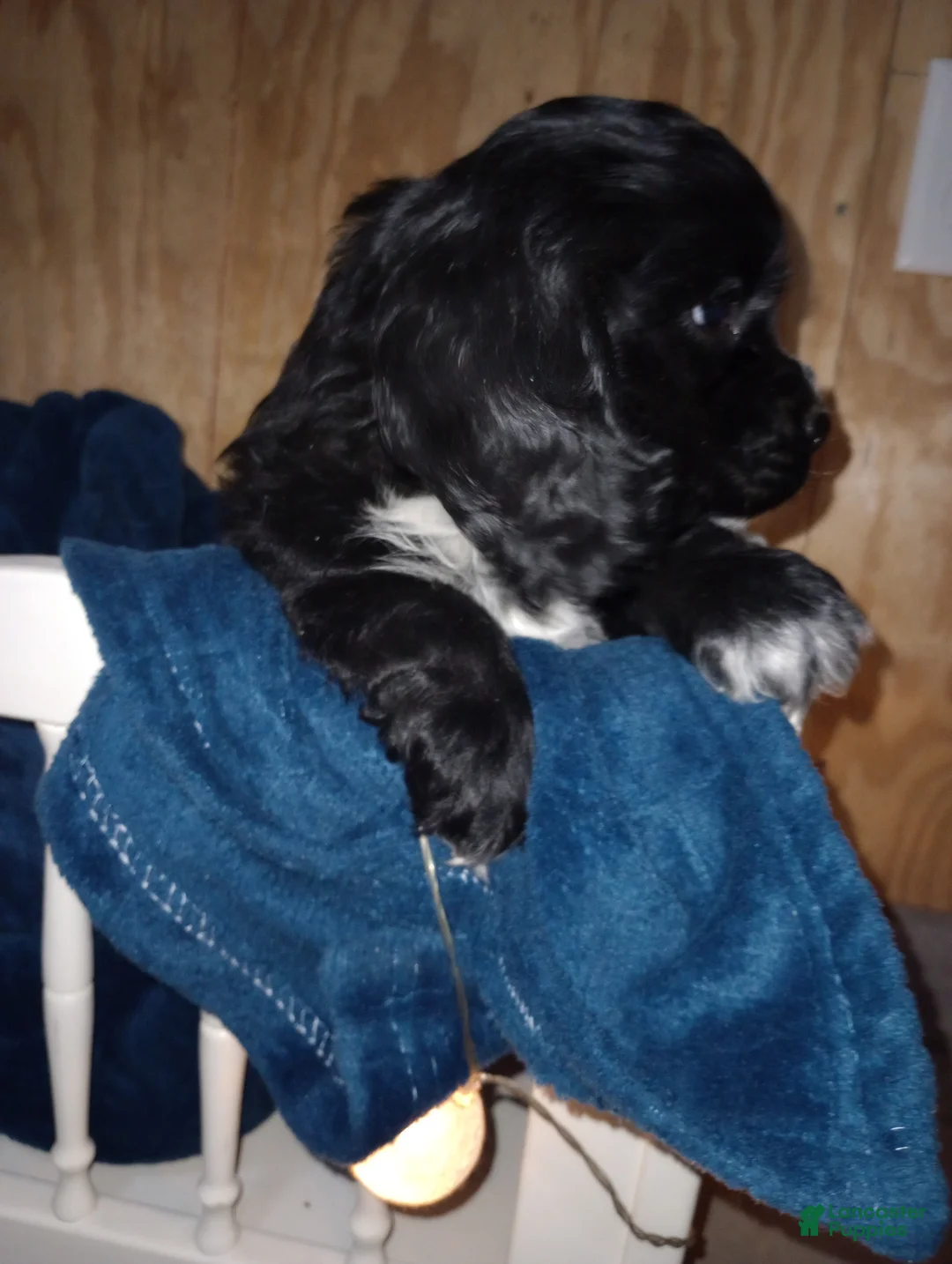 Cocker Spaniel dogs for sale: Bear - Ad 2